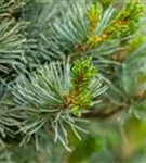 Blaue Mädchenkiefer 'Negishi' - Pinus parviflora 'Negishi' - Formgehölze