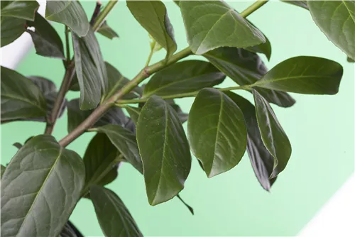 Kirschlorbeer 'Novita' - Prunus lauroc.'Novita' - Formgehölze