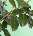 Kirschlorbeer 'Novita' - Prunus lauroc.'Novita' - Heckenpflanzen