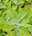 Garten-Salbei - Salvia officinalis 'Berggarten'