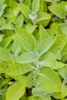 Garten-Salbei - Salvia officinalis 'Berggarten'