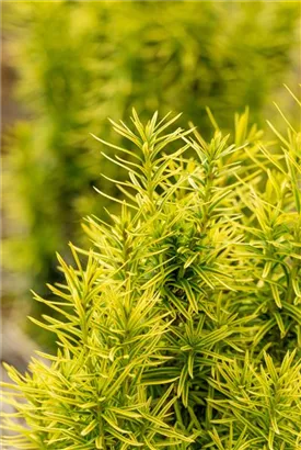 Taxus baccata 'Semperaurea', Goldene Straucheibe Semper Verde
