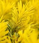 Goldene Straucheibe - Taxus baccata 'Semperaurea'
