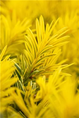 Taxus baccata 'Semperaurea', Goldene Straucheibe Semper Verde