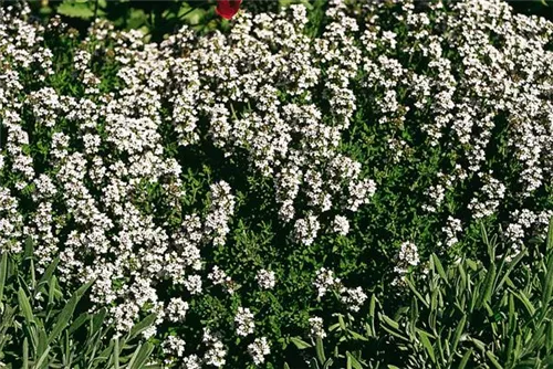 Gedrungener Garten-Thymian - Thymus vulgaris 'Compactus'