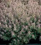 Weißrandiger Garten-Thymian - Thymus x citriodorus 'Silver Queen'