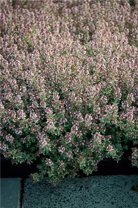 Weißrandiger Garten-Thymian - Thymus x citriodorus 'Silver Queen'