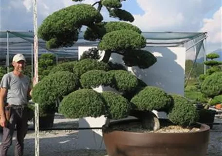Juniperus chinensis - 