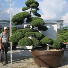 Juniperus chinensis, Gartenbonsai 66K4 - 210