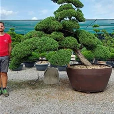 Juniperus chinensis, Gartenbonsai 64K2 - 210