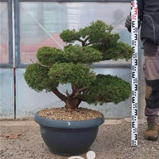 Juniperus chinensis, Gartenbonsai NPn7 - 70