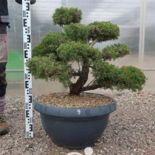 Juniperus chinensis, Gartenbonsai NPn9 - 70