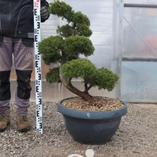 Juniperus chinensis, Gartenbonsai NPn5 - 80