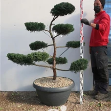 Juniperus chinensis, Gartenbonsai NPx - Aktion - 120