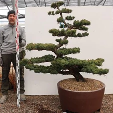 Pinus pentaphylla, Gartenbonsai Tn19 - 140