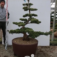 Pinus pentaphylla, Gartenbonsai Tn30 - 150