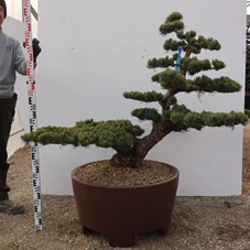 Pinus pentaphylla, Gartenbonsai Tn4 - 110