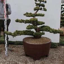 Pinus pentaphylla, Gartenbonsai Tn5 - 110