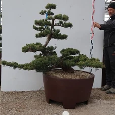 Pinus pentaphylla, Gartenbonsai Tn6 - 120