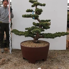 Pinus pentaphylla, Gartenbonsai Tn8 - 120