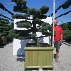 Pinus pentaphylla, Gartenbonsai STn15 - 170