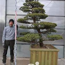 Pinus pentaphylla, Gartenbonsai YM234 - 170