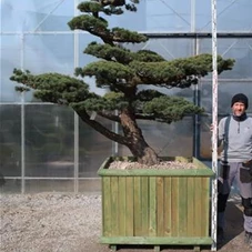 Pinus pentaphylla, Gartenbonsai A4 - 220