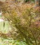 Dunkelroter Schlitzahorn 'Dissectum Garnet' - Acer palmatum 'Garnet'