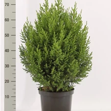 Juniperus chin.'Stricta', C 5 50- 60
