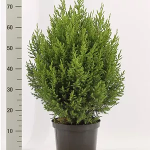 Juniperus chin.&#39;Stricta&#39;