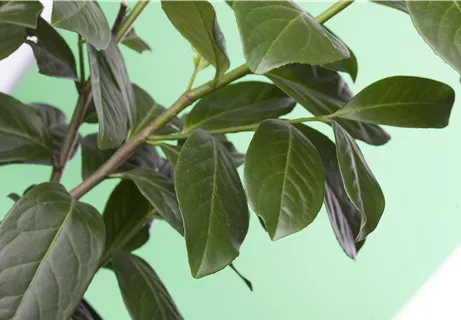 Prunus lauroc.'Novita' - Kirschlorbeer 'Novita'
