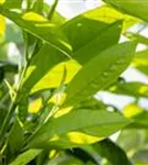 Kirschlorbeer 'Novita' - Prunus lauroc.'Novita'
