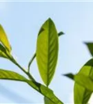 Kirschlorbeer 'Novita' - Prunus lauroc.'Novita'