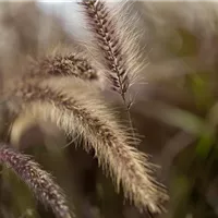 Wie winterharte Gräser im Beet integriert werden können