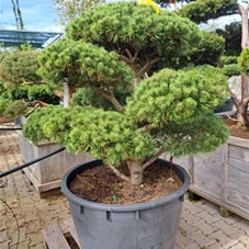 Pinus mugo 'Mops' - Bonsai, Gartenbonsai Nr. 17 -2023 100- 120