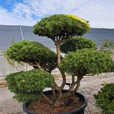 Pinus mugo 'Mops' - Bonsai, Gartenbonsai Nr. 3 -2023 130-