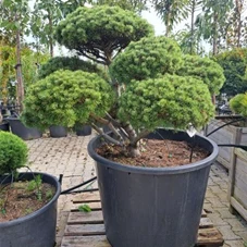 Pinus mugo 'Mops' - Bonsai, Gartenbonsai Nr. 8 - 2023 150-
