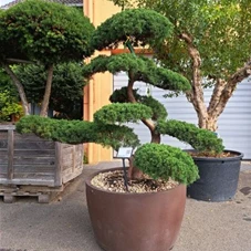 Juniperus chinensis, Gartenbonsai Y53 80- 100