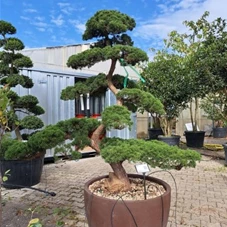Juniperus chinensis, Gartenbonsai Y55 175- 200