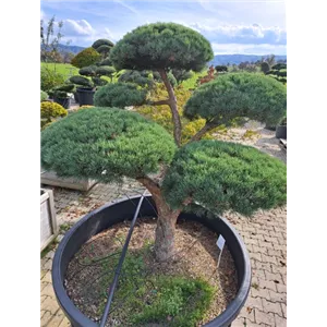 Pinus sylvestris &#39;Watereri&#39;