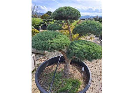 Pinus sylvestris 'Watereri' - Zwerg-Silberkiefer
