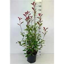 Photinia fraseri 'Red Robin' - Heckenpflanzen, C 9 80- 100