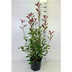 Photinia fraseri &#39;Red Robin&#39; - Heckenpflanzen