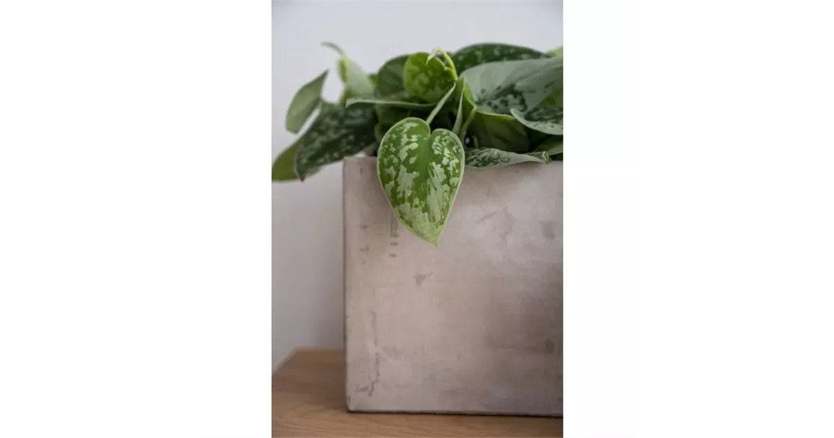 Grace, Concrete Semper Verde Pflanzenzentrum Ullmer GbR