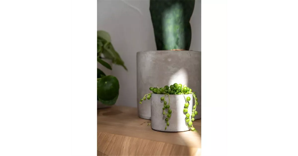 Lukas, Concrete Semper Verde Pflanzenzentrum Ullmer GbR