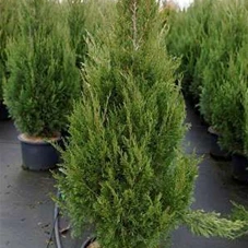 Juniperus chin.'Spartan', C 20 100- 125