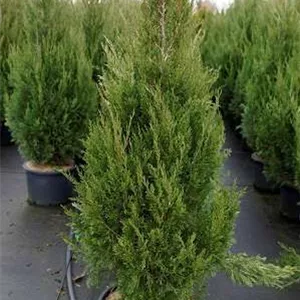 Juniperus chin.&#39;Spartan&#39;