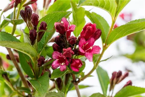 Weigelie 'Bristol Ruby'® - Weigela 'Bristol Ruby'