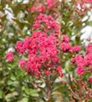 Lagerströmie 'Pink Velour' - Lagerstroemia indica 'Pink Velour'