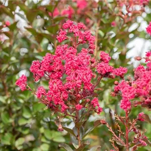 Lagerstroemia indica &#39;Pink Velour&#39;